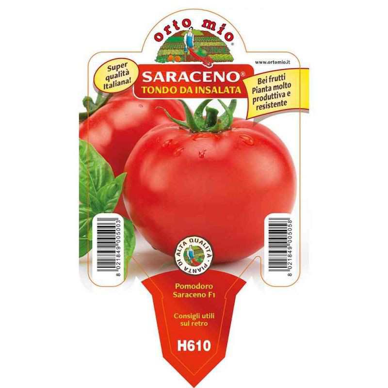 Tondo Saraceno Tomate Plant...