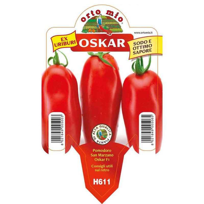 Plant de tomate San Marzano... Plant de tomate San Marzano...