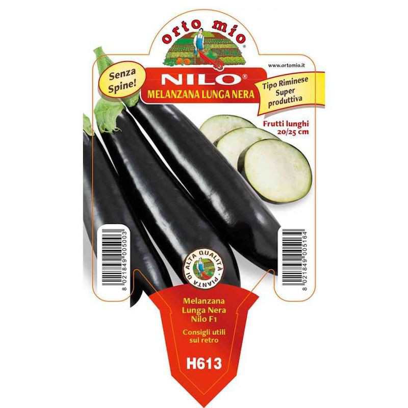 Long Nile Eggplant Plant in...