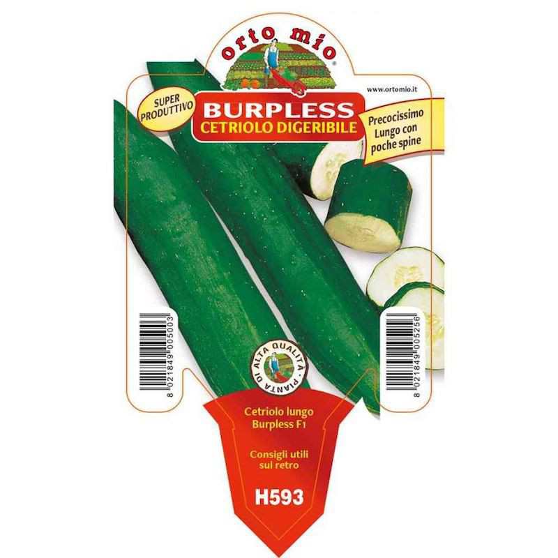 Plant de concombre... Plant de concombre...