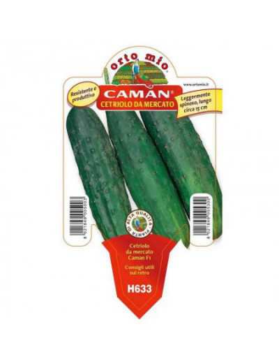 Cucumber Plant Caman Market...