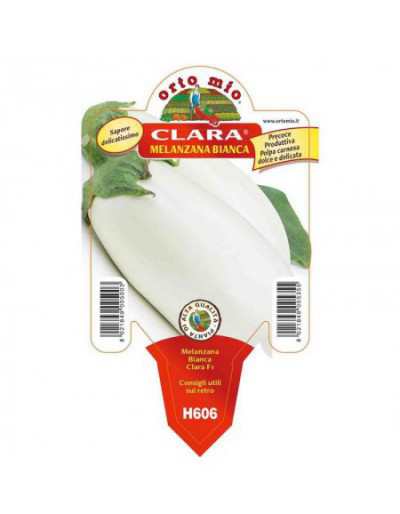Vit Clara aubergineväxt i...