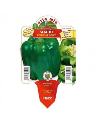 Green Macio Pepper Plant in...