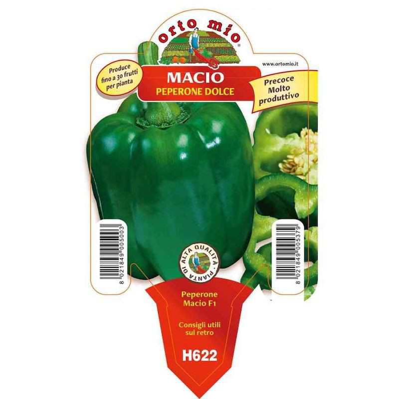 Green Macio Pepper Plant in...