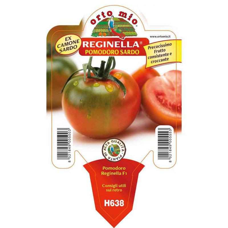 Plant de tomate Reginella...