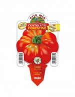 Planta de tomate Costoluto...