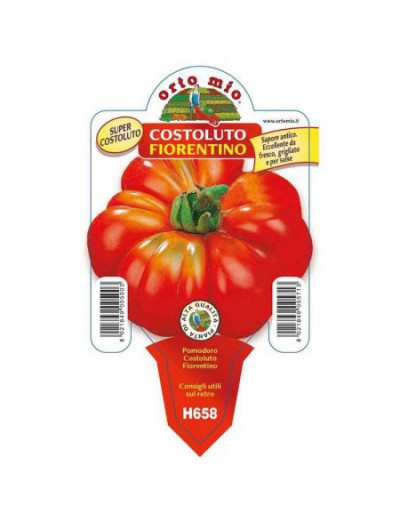 Florentino Costoluto Tomate Plant in Pot