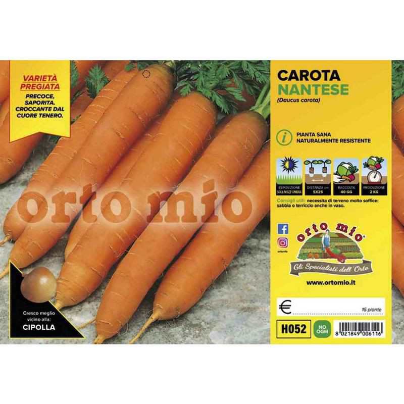 Nantese Soprano Carrot Plants