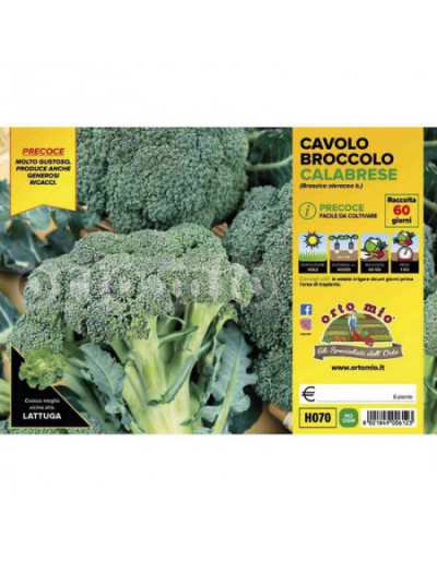 Broccoli kålväxter Heraklion