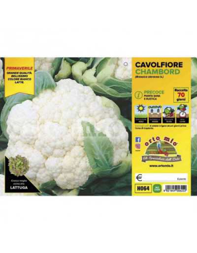 Early Cauliflower Plants...