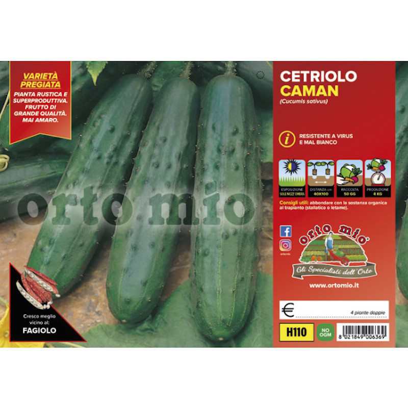 Classic Cucumber Plants... Classic Cucumber Plants...
