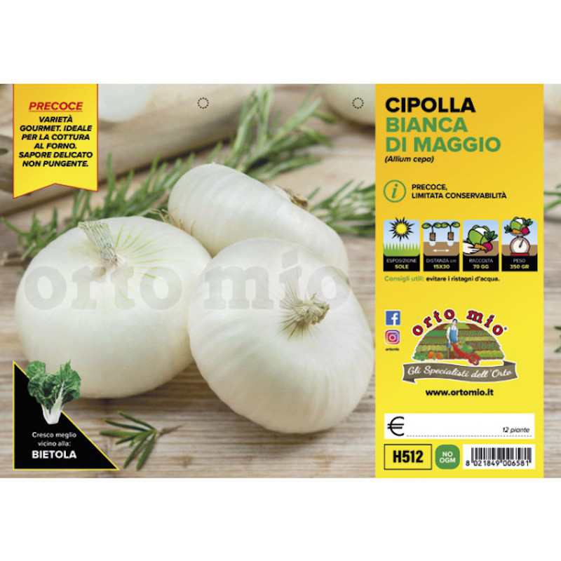 May Flat White Onion Plants