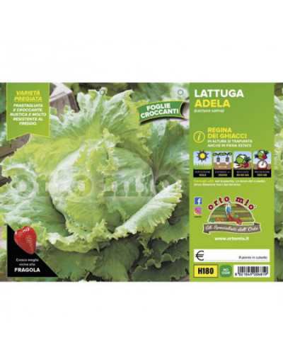 Plantas de lechuga Ice...