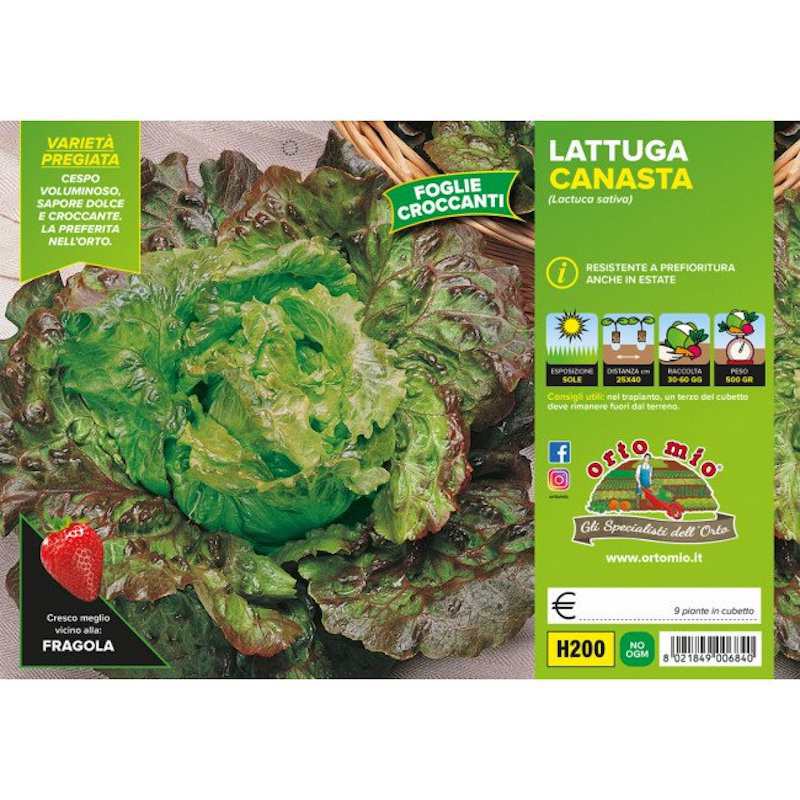 Plantas de lechuga Canasta... Plantas de lechuga Canasta...