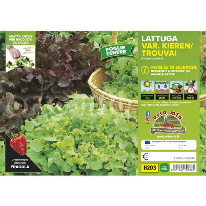 Oak Leaf Lettuce Plants Mix...