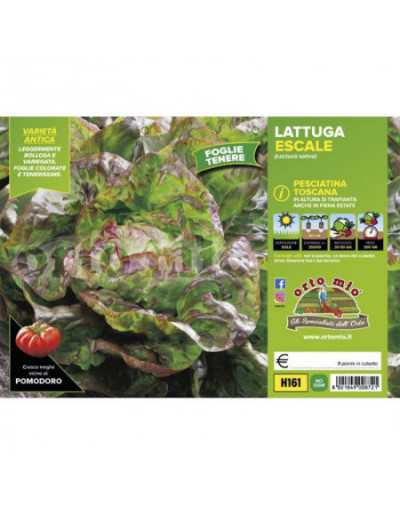 Laitue Plants 4 Saisons...