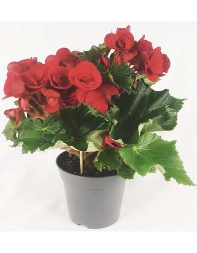 BEGONIA FIORE DOPPIO rossa