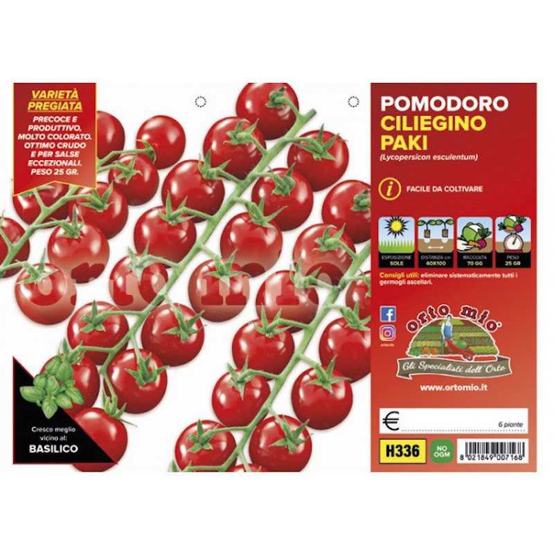 Plantas de tomate cherry... Plantas de tomate cherry...