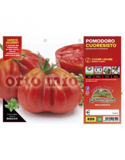 Plantas de tomate Cuore...