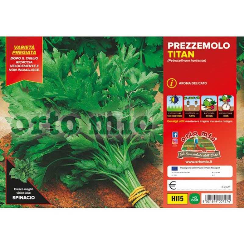 Titan Parsley Plants Titan Parsley Plants