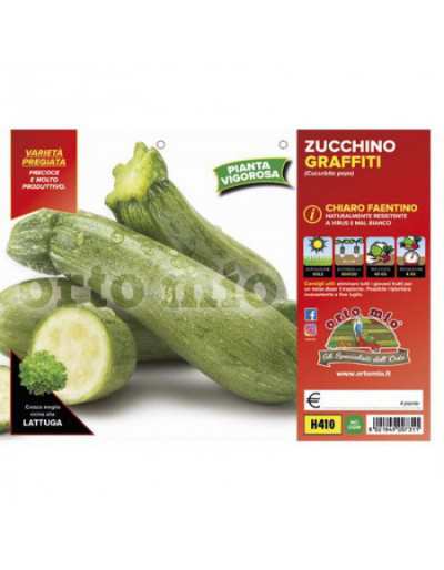 Piante di Zucchino Chiaro...