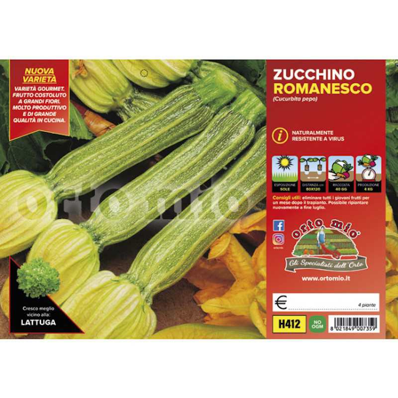 Piante di Zucchino...