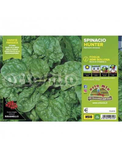 Semi Bolloso Epinard Plants...