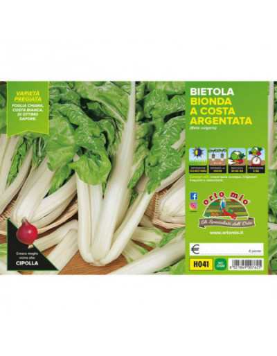 Plantes de blettes de la...