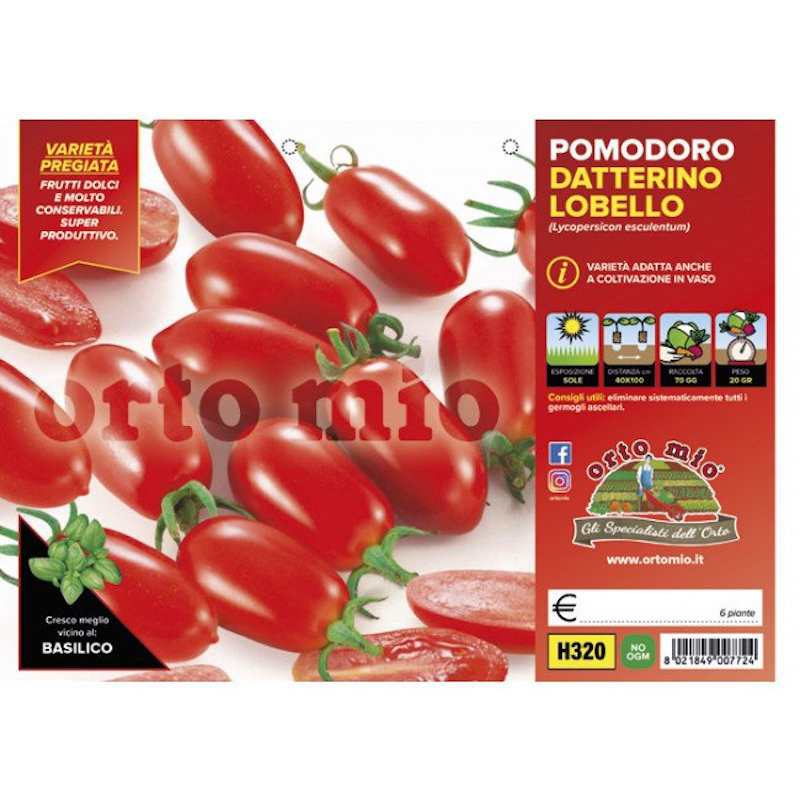 Lobello Datterino Tomato...