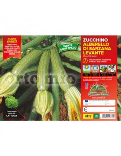 Piante di Zucchino...