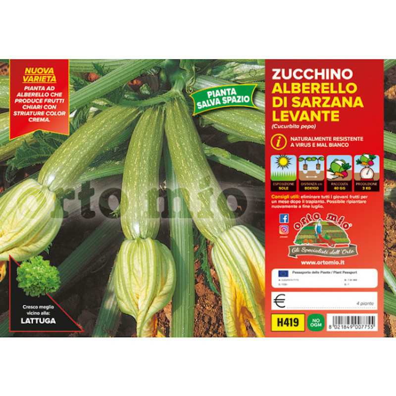Zucchini Plants Alberello...