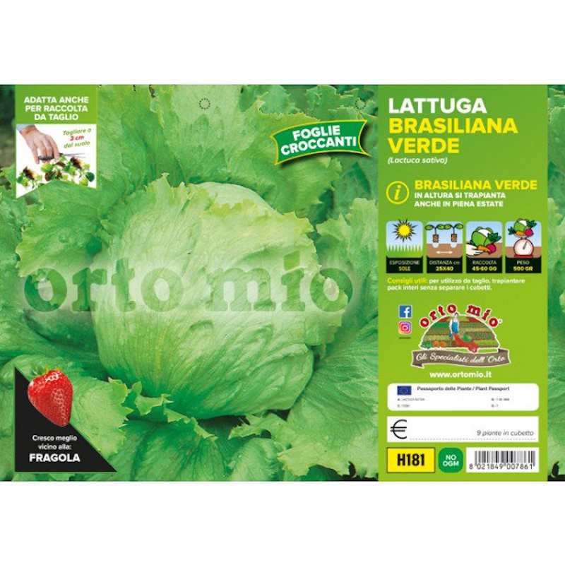 Plantas de lechuga... Plantas de lechuga...