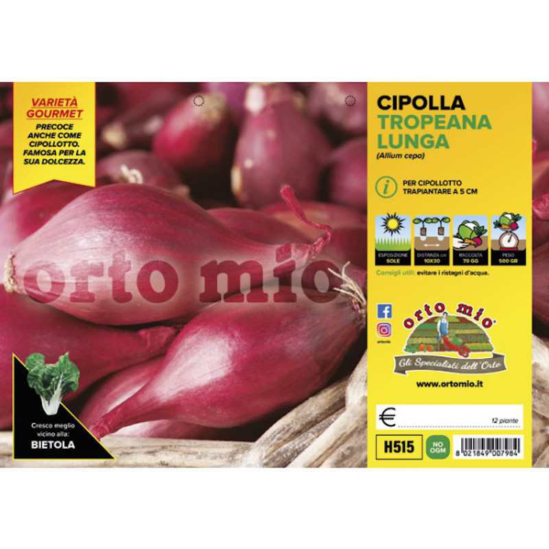 Plantas de cebolla larga... Plantas de cebolla larga...