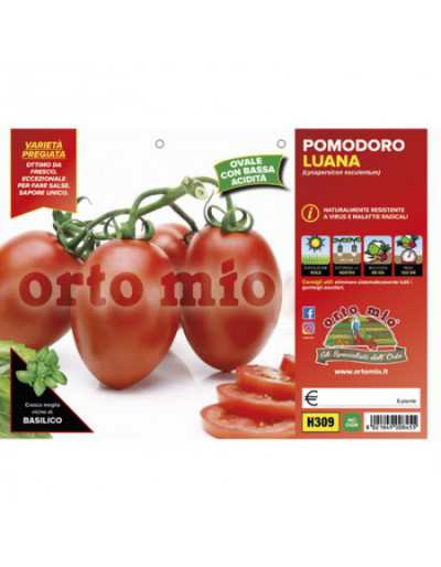 Längliche Tomatenpflanzen...