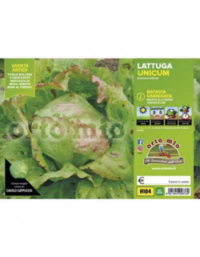 Plantas de lechuga Batavia...