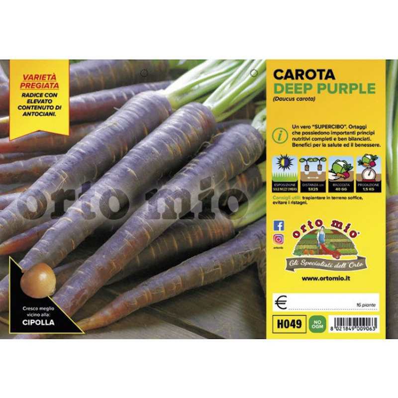 Zanahoria Morada Morado... Zanahoria Morada Morado...