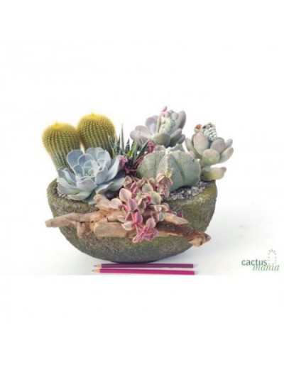 Composizione Cactus Natura...