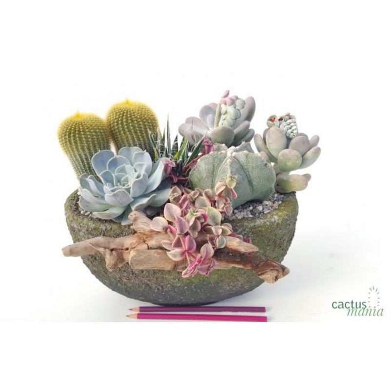 Composition Cactus Natura...