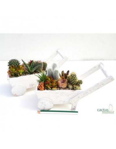 Composizione Cactus...