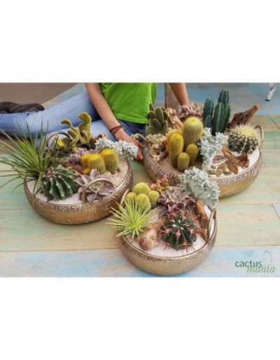 Set di Tre Pezzi Cactus Chic L