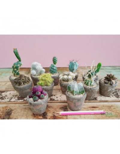 Composizione Cactus Old...
