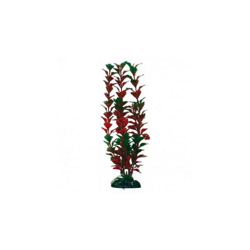 Dekorative Aquarienpflanze... Dekorative Aquarienpflanze...