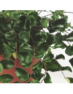 Pellaea Rotundifolia - Farnknopfblätter