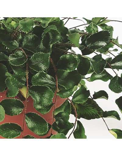 Pellaea Rotundifolia - Felce Bottone foglie