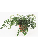 Pellaea rotundifolia - helecho botón