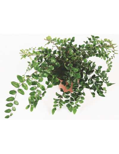 Pellaea Rotundifolia - Knopffarn