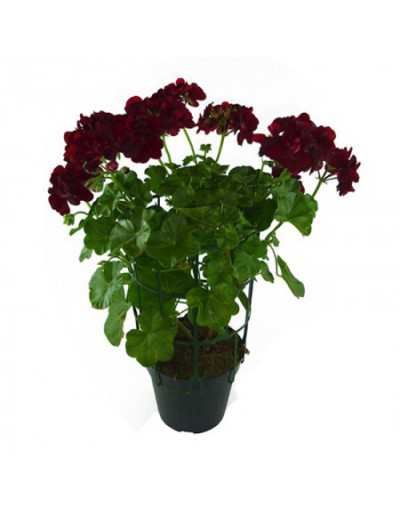 Geraneo Ivy in a 14 cm Vase
