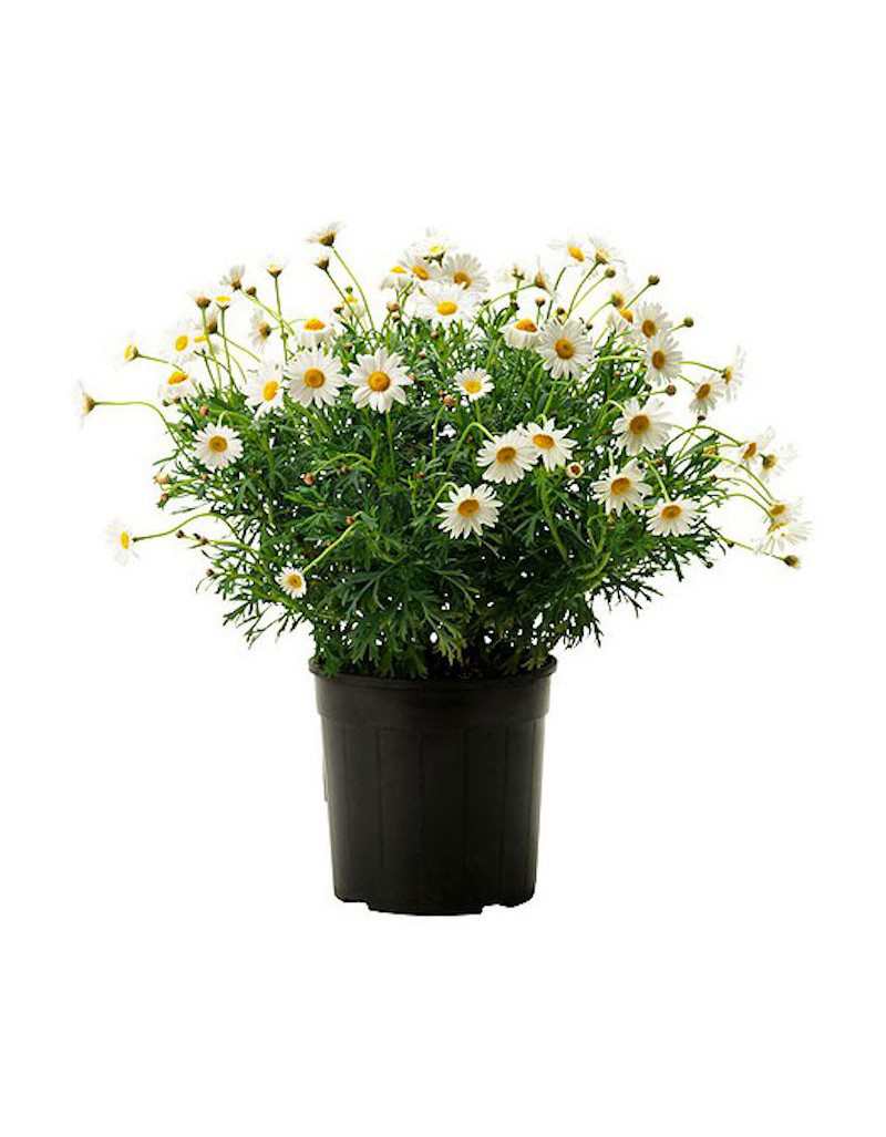 Daisy in 18 cm Vase