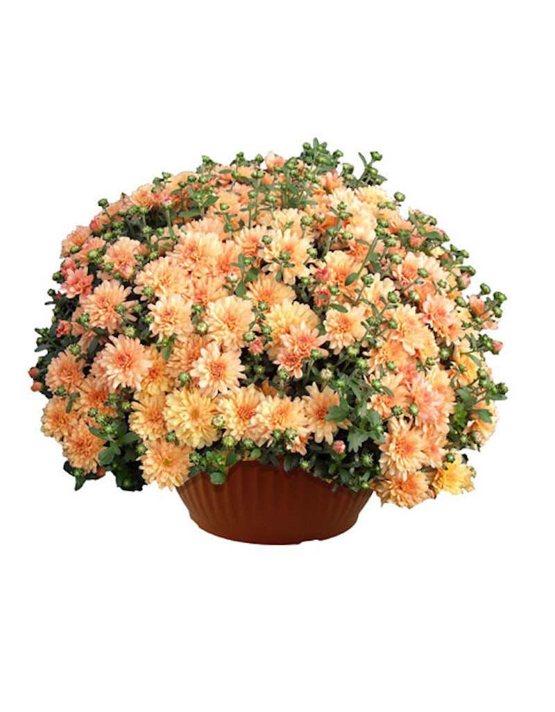 Chrysanthème en bol de 25 cm