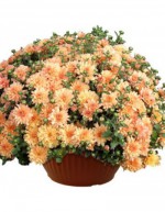 Chrysanthemum in 25 cm bowl